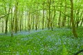 1. Rossmore in Spring - The bluebells emerge.